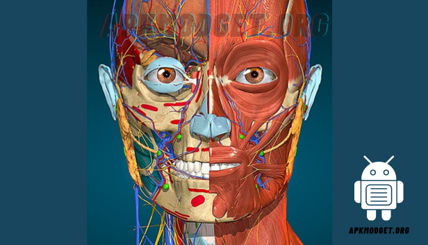 Anatomy Learning – 3D Anatomy APK